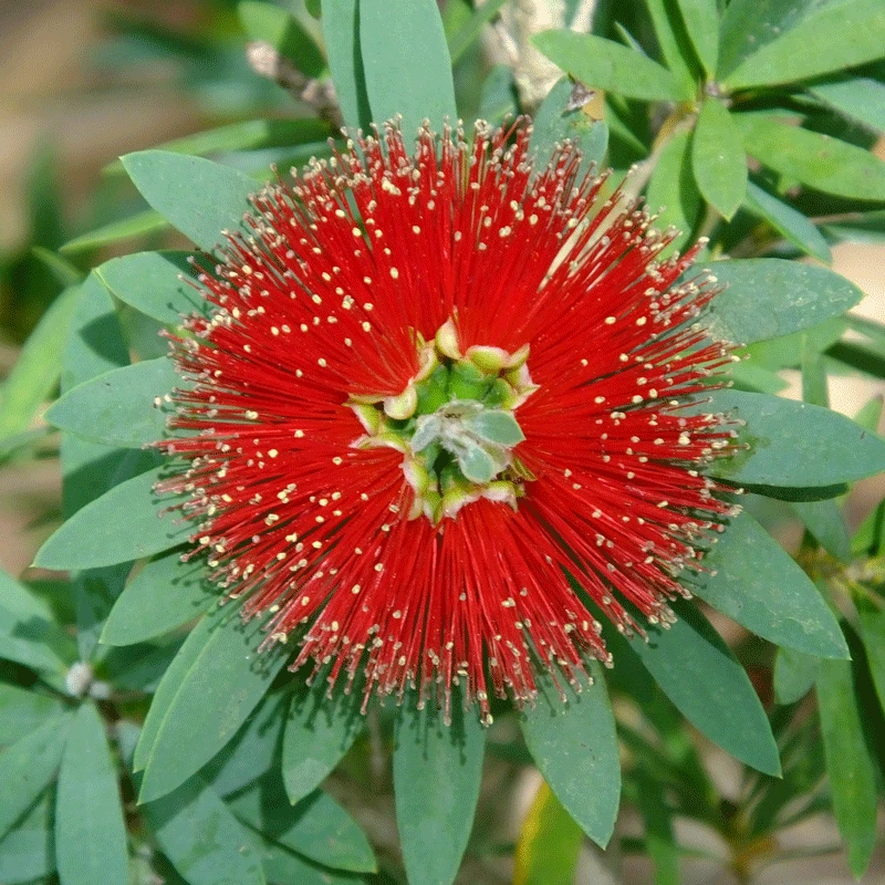Brighter Blooms SHOP ALL Little John Dwarf Bottlebrush 2 Brighter Blooms SHOP ALL Little John Dwarf Bottlebrush