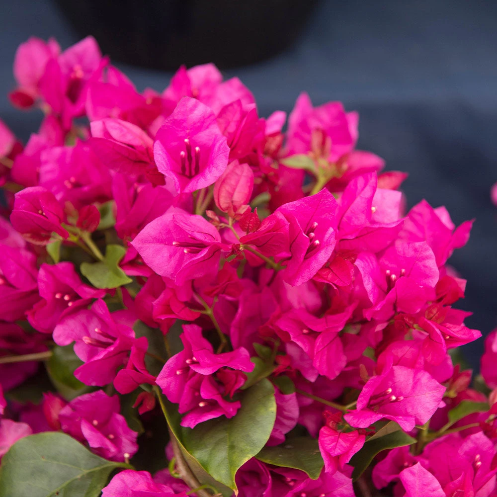 Brighter Blooms La Jolla Bougainvillea SHOP ALL 3 Brighter Blooms La Jolla Bougainvillea SHOP ALL