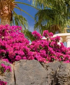 Brighter Blooms La Jolla Bougainvillea SHOP ALL