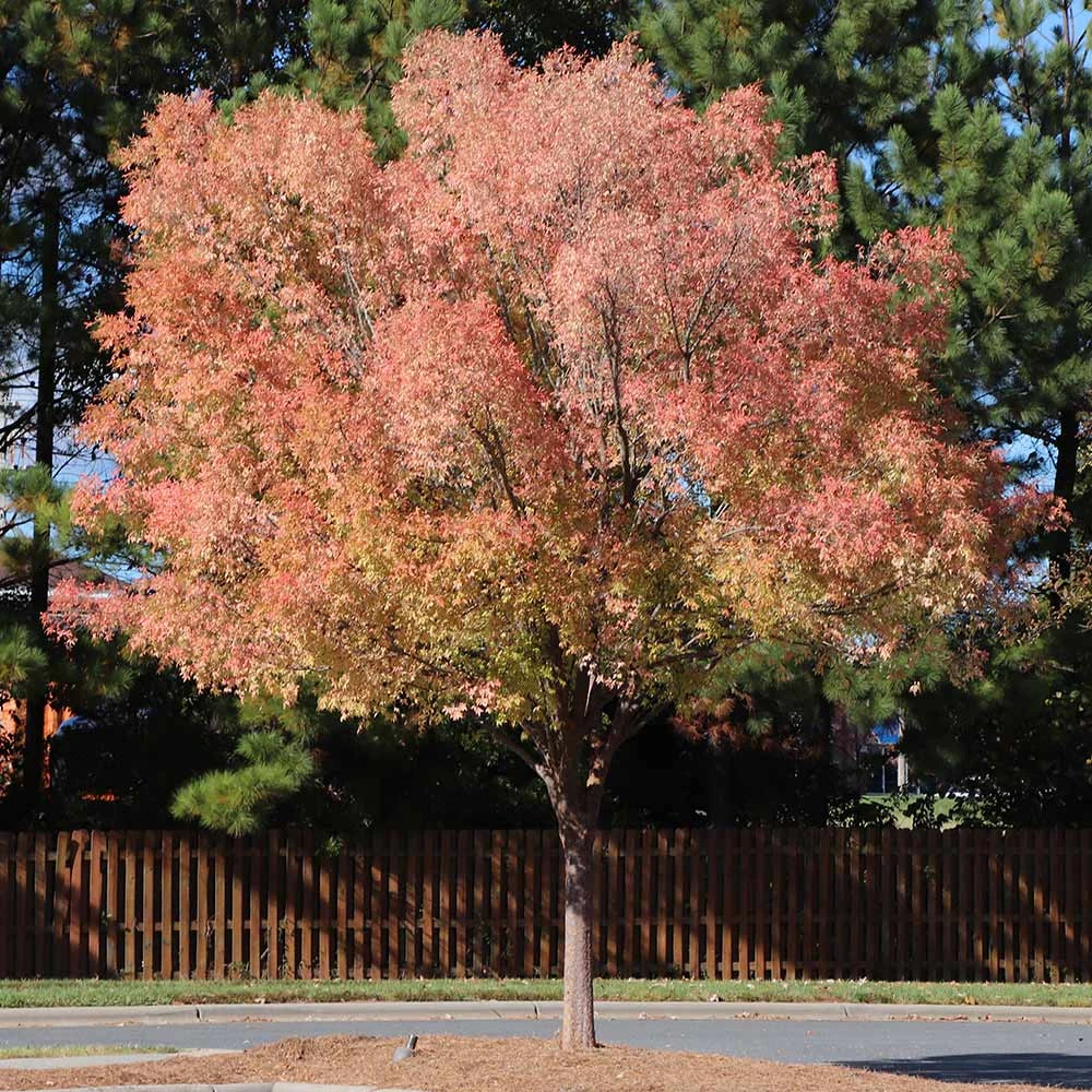 Brighter Blooms Shade Trees Lacebark Chinese Elm Tree 2 Brighter Blooms Shade Trees Lacebark Chinese Elm Tree
