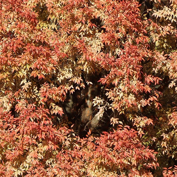 Brighter Blooms Shade Trees Lacebark Chinese Elm Tree 5 Brighter Blooms Shade Trees Lacebark Chinese Elm Tree
