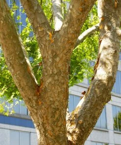 Brighter Blooms Shade Trees Lacebark Chinese Elm Tree 7 Brighter Blooms Shade Trees Lacebark Chinese Elm Tree