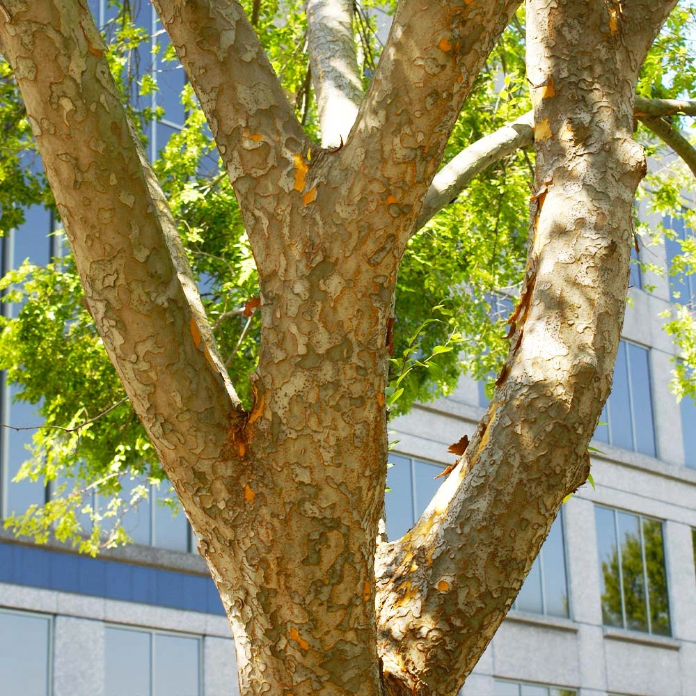 Brighter Blooms Shade Trees Lacebark Chinese Elm Tree 3 Brighter Blooms Shade Trees Lacebark Chinese Elm Tree