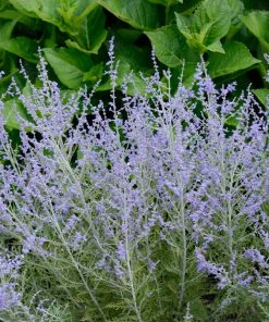 Brighter Blooms Lacey Blue Russian Sage 5 Brighter Blooms Lacey Blue Russian Sage