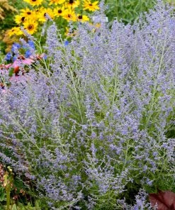 Brighter Blooms Lacey Blue Russian Sage
