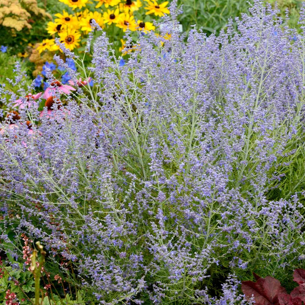 Brighter Blooms Lacey Blue Russian Sage 2 Brighter Blooms Lacey Blue Russian Sage