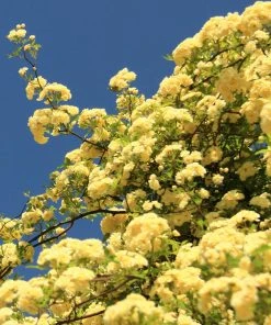 Brighter Blooms Lady Banks Climbing Rose Roses 5 Brighter Blooms Lady Banks Climbing Rose Roses