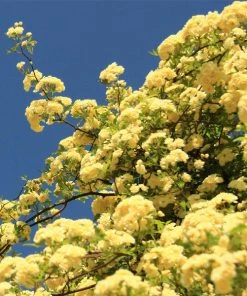 Brighter Blooms Lady Banks Climbing Rose Roses