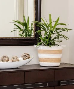 Brighter Blooms Lady Palm Tree Palm Trees 13 Brighter Blooms Lady Palm Tree Palm Trees