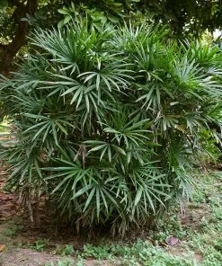 Brighter Blooms Lady Palm Tree Palm Trees 10 Brighter Blooms Lady Palm Tree Palm Trees