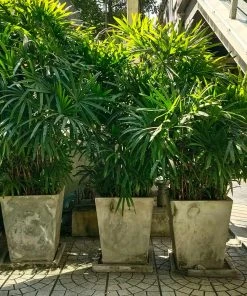 Brighter Blooms Lady Palm Tree Palm Trees 11 Brighter Blooms Lady Palm Tree Palm Trees