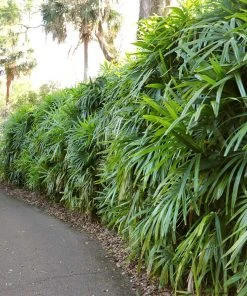 Brighter Blooms Lady Palm Tree Palm Trees 12 Brighter Blooms Lady Palm Tree Palm Trees