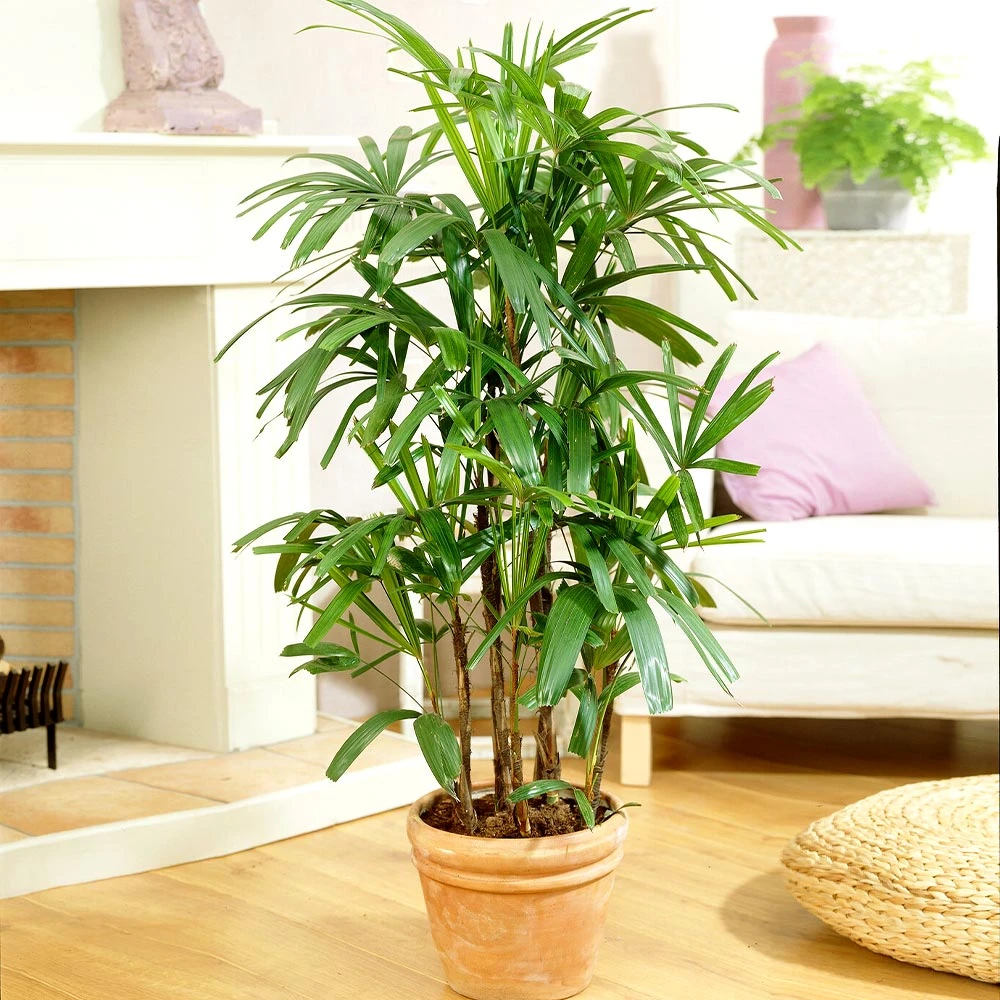 Brighter Blooms Lady Palm Tree Palm Trees 2 Brighter Blooms Lady Palm Tree Palm Trees