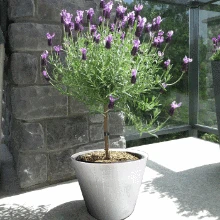 Brighter Blooms Flowering Trees Lavender Standard Topiary Tree