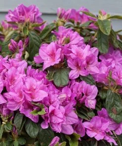 Brighter Blooms Bloom-A-Thon® Lavender Azalea Shrub Shrubs & Hedges 9 Brighter Blooms Bloom-A-Thon® Lavender Azalea Shrub Shrubs & Hedges