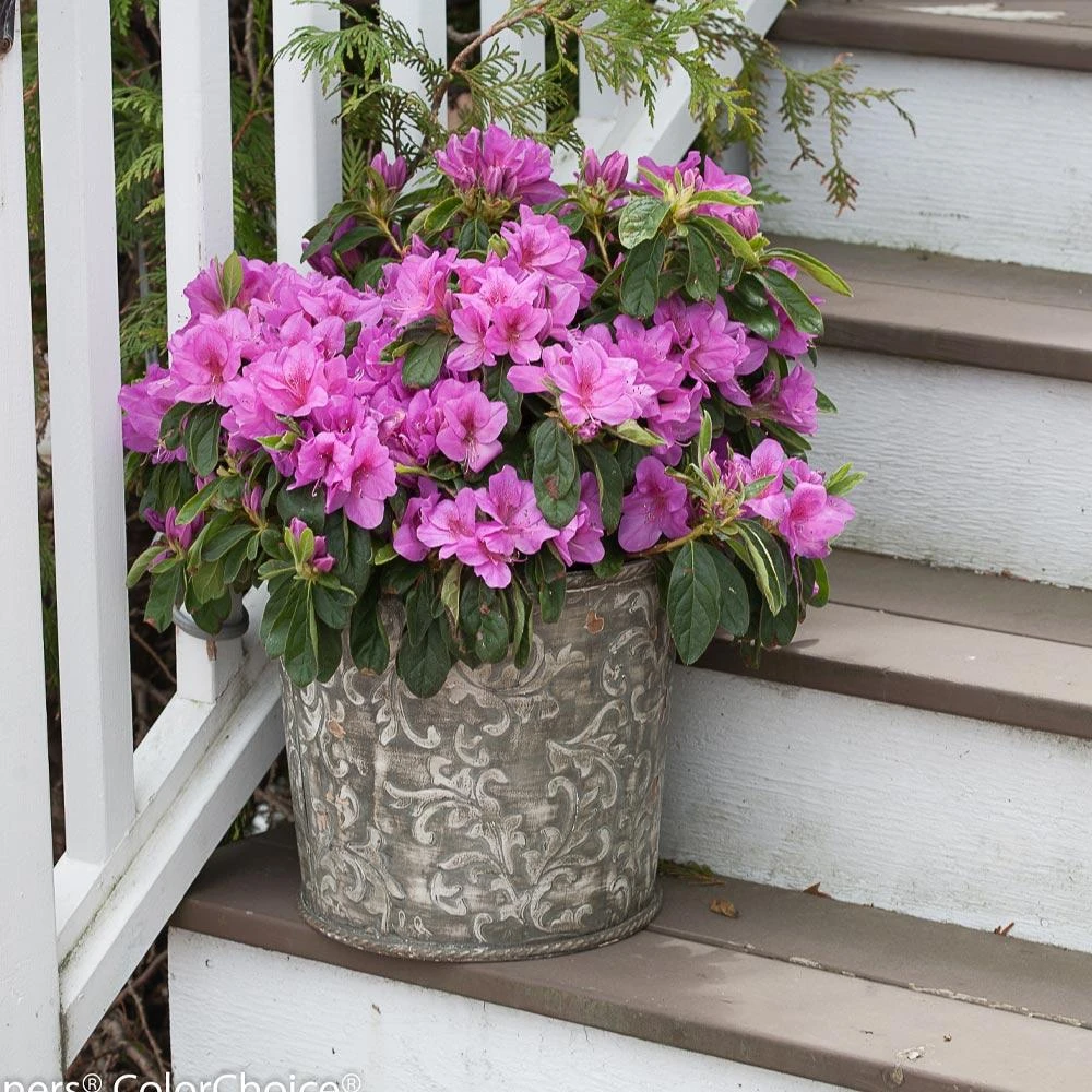 Brighter Blooms Bloom-A-Thon® Lavender Azalea Shrub Shrubs & Hedges 5 Brighter Blooms Bloom-A-Thon® Lavender Azalea Shrub Shrubs & Hedges