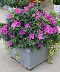 Brighter Blooms Bloom-A-Thon® Lavender Azalea Shrub Shrubs & Hedges