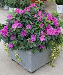 Brighter Blooms Bloom-A-ThonĀ® Lavender Azalea Shrub Shrubs & Hedges