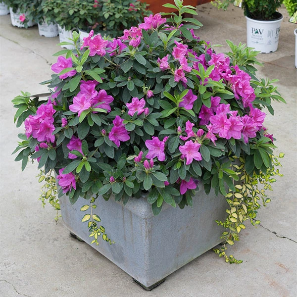 Brighter Blooms Bloom-A-Thon® Lavender Azalea Shrub Shrubs & Hedges 1 Brighter Blooms Bloom-A-Thon® Lavender Azalea Shrub Shrubs & Hedges