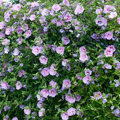 Brighter Blooms SHOP ALL Lavender Hibiscus Syriacus Shrub 2 Brighter Blooms SHOP ALL Lavender Hibiscus Syriacus Shrub