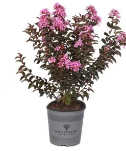 Brighter Blooms Black Diamond® Lavender Lace™ Crape Myrtle Tree 9 Brighter Blooms Black Diamond® Lavender Lace™ Crape Myrtle Tree