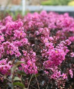 Brighter Blooms Black Diamond® Lavender Lace™ Crape Myrtle Tree