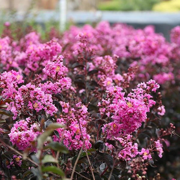 Brighter Blooms Black Diamond® Lavender Lace™ Crape Myrtle Tree 1 Brighter Blooms Black Diamond® Lavender Lace™ Crape Myrtle Tree