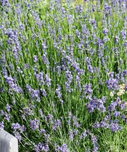Brighter Blooms Munstead Blue Lavender Plant Perennials 7 Brighter Blooms Munstead Blue Lavender Plant Perennials