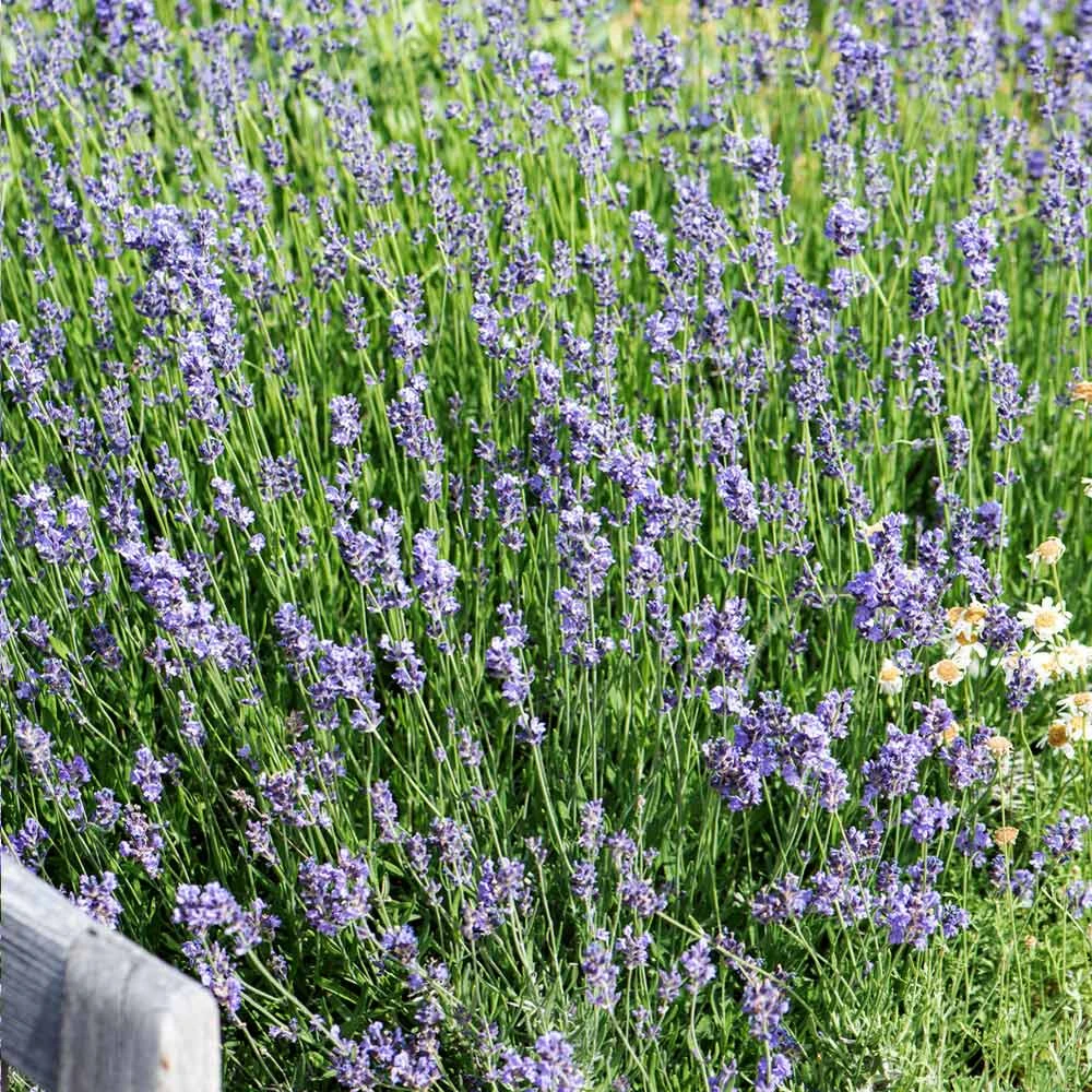 Brighter Blooms Munstead Blue Lavender Plant Perennials 3 Brighter Blooms Munstead Blue Lavender Plant Perennials