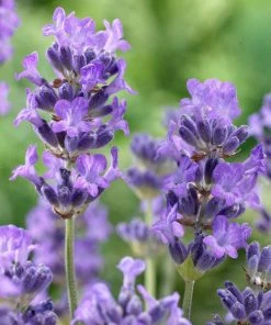 Brighter Blooms Munstead Blue Lavender Plant Perennials 8 Brighter Blooms Munstead Blue Lavender Plant Perennials