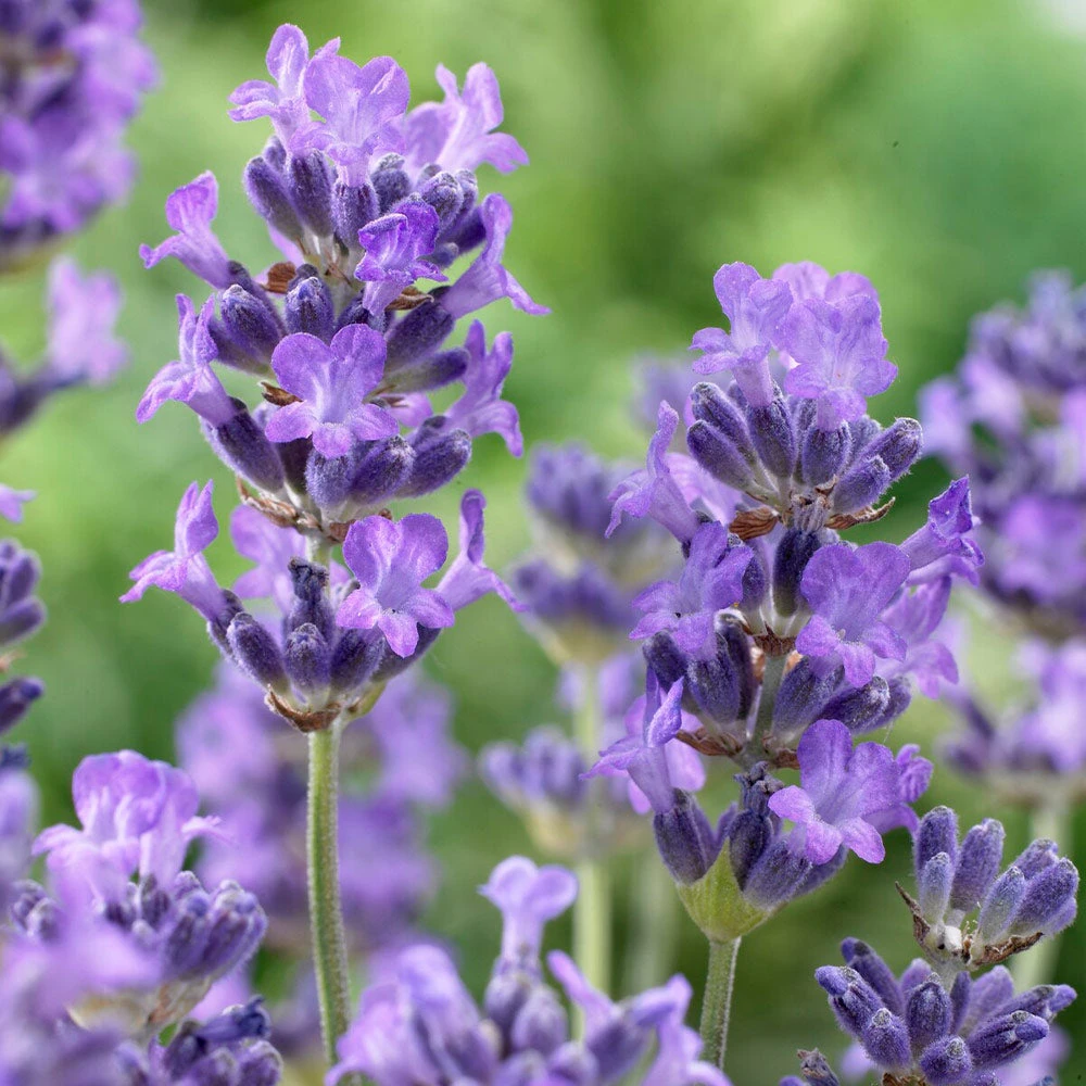 Brighter Blooms Munstead Blue Lavender Plant Perennials 4 Brighter Blooms Munstead Blue Lavender Plant Perennials