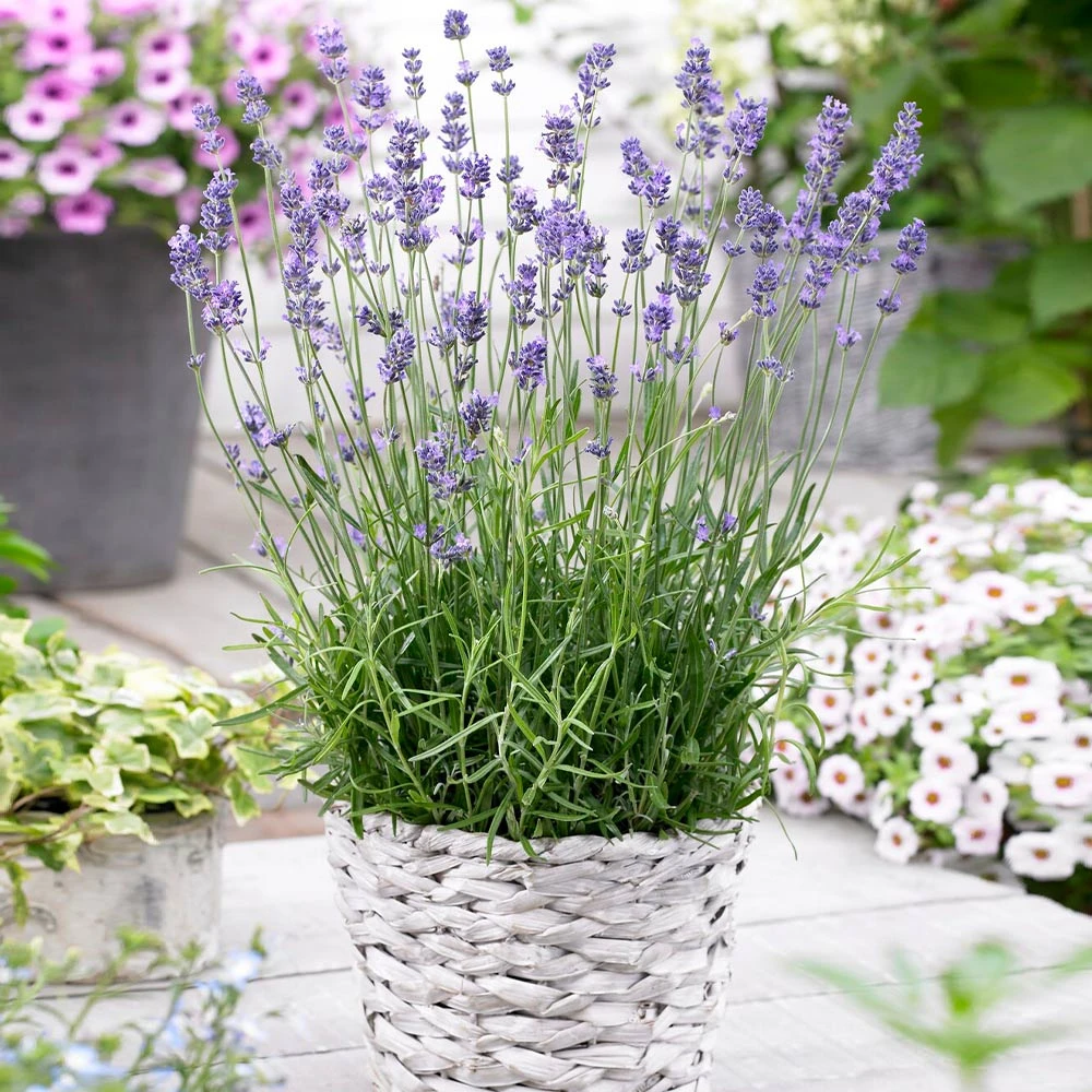 Brighter Blooms Munstead Blue Lavender Plant Perennials 5 Brighter Blooms Munstead Blue Lavender Plant Perennials