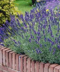 Brighter Blooms Munstead Blue Lavender Plant Perennials
