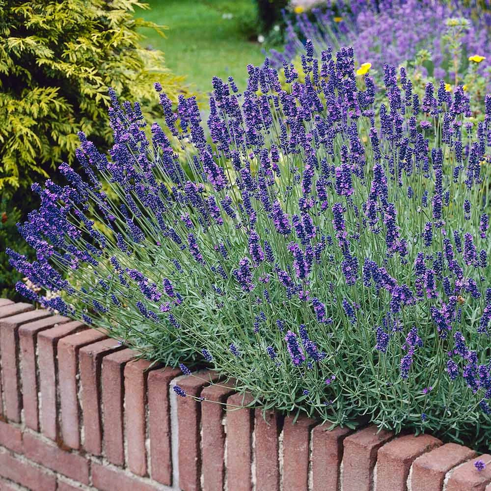Brighter Blooms Munstead Blue Lavender Plant Perennials 2 Brighter Blooms Munstead Blue Lavender Plant Perennials