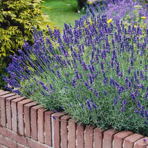 Brighter Blooms Munstead Blue Lavender Plant Perennials 1 Brighter Blooms Munstead Blue Lavender Plant Perennials