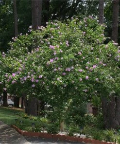 Brighter Blooms Lavender Rose Of Sharon Althea Tree 5 Brighter Blooms Lavender Rose Of Sharon Althea Tree