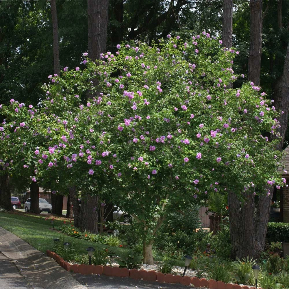 Brighter Blooms Lavender Rose Of Sharon Althea Tree 3 Brighter Blooms Lavender Rose Of Sharon Althea Tree