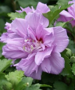 Brighter Blooms Lavender Rose Of Sharon Althea Tree 4 Brighter Blooms Lavender Rose Of Sharon Althea Tree