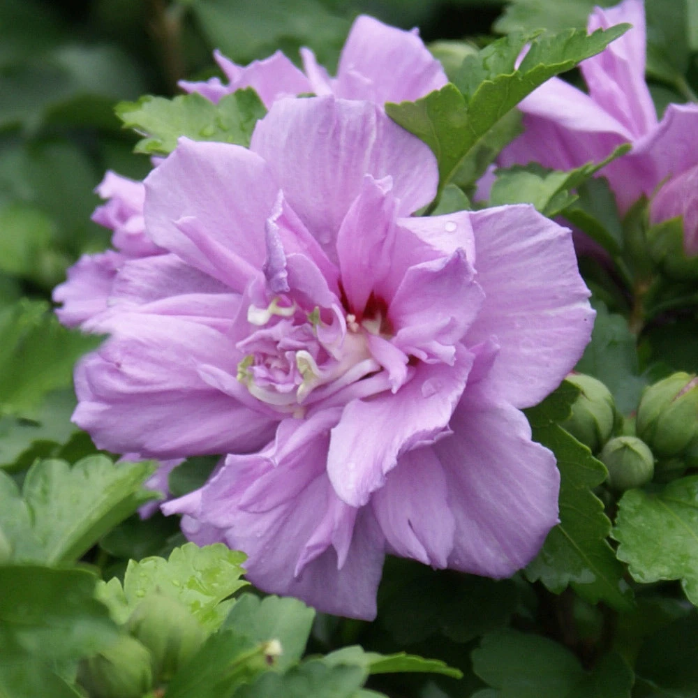 Brighter Blooms Lavender Rose Of Sharon Althea Tree 2 Brighter Blooms Lavender Rose Of Sharon Althea Tree