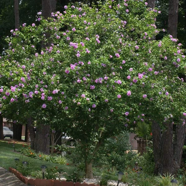 Brighter Blooms Lavender Rose Of Sharon Althea Tree 1 Brighter Blooms Lavender Rose Of Sharon Althea Tree