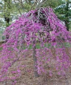 BrighterBlooms.com Lavender Twist® Weeping Redbud Tree Flowering Trees 6 BrighterBlooms.com Lavender Twist® Weeping Redbud Tree Flowering Trees