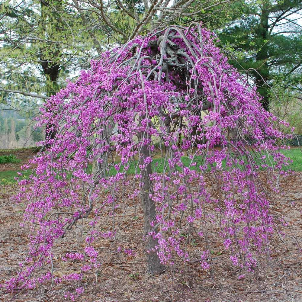 BrighterBlooms.com Lavender Twist® Weeping Redbud Tree Flowering Trees 3 BrighterBlooms.com Lavender Twist® Weeping Redbud Tree Flowering Trees