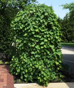 BrighterBlooms.com Lavender Twist® Weeping Redbud Tree Flowering Trees