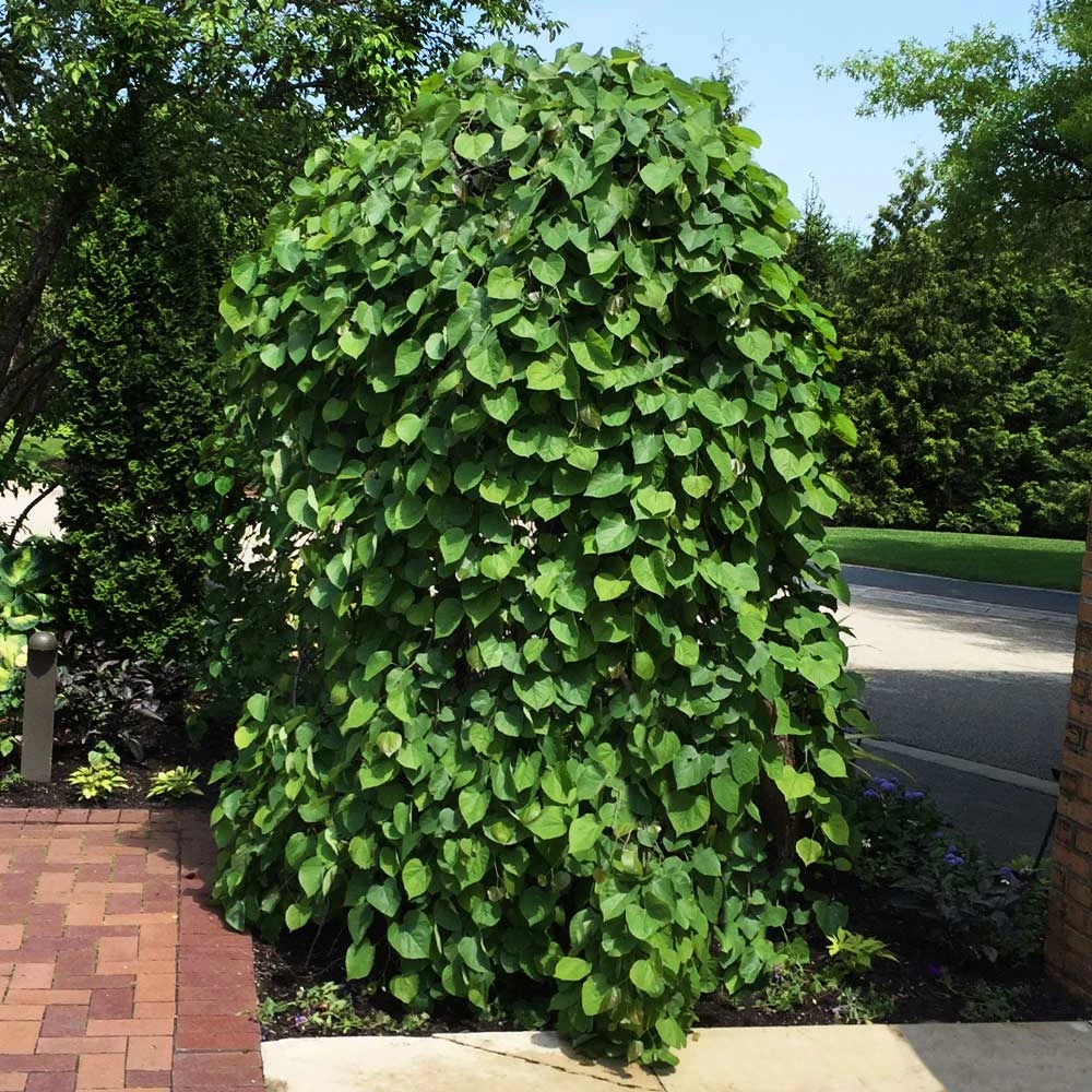 BrighterBlooms.com Lavender Twist® Weeping Redbud Tree Flowering Trees 2 BrighterBlooms.com Lavender Twist® Weeping Redbud Tree Flowering Trees