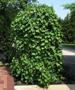 BrighterBlooms.com Lavender Twist® Weeping Redbud Tree Flowering Trees