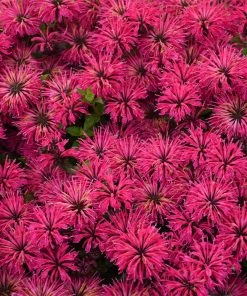 Brighter Blooms ‘Leading Lady Razzberry’ Bee Balm 6 Brighter Blooms ‘Leading Lady Razzberry’ Bee Balm