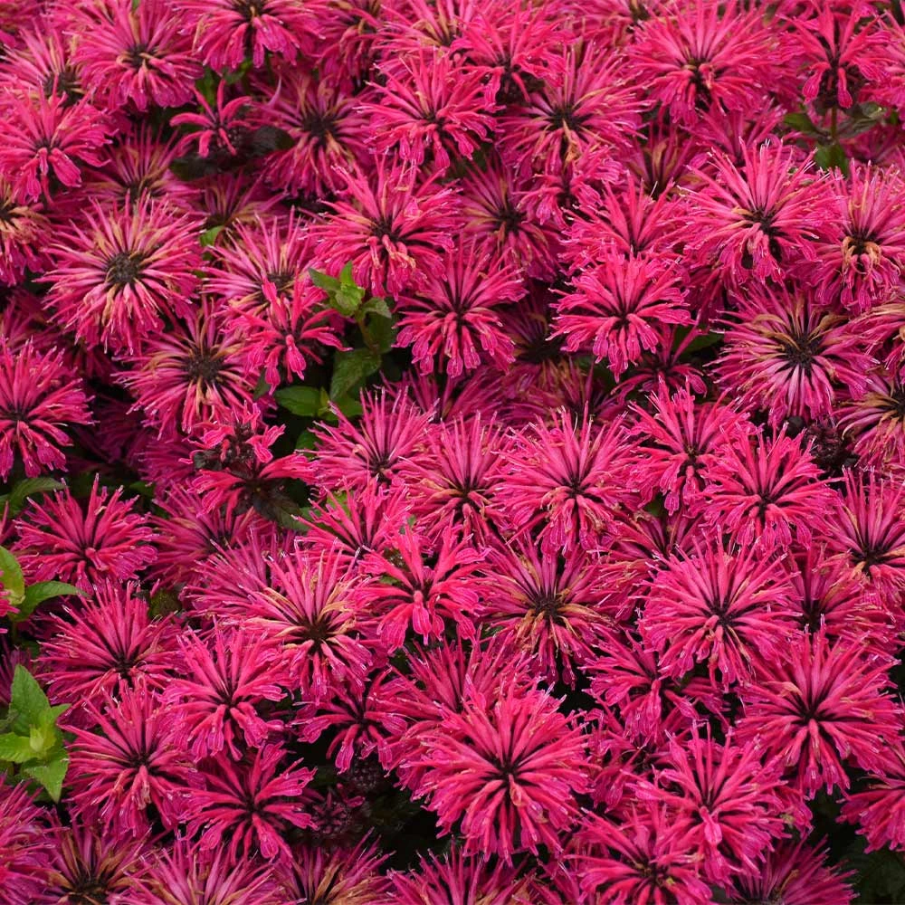 Brighter Blooms ‘Leading Lady Razzberry’ Bee Balm 2 Brighter Blooms ‘Leading Lady Razzberry’ Bee Balm