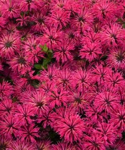 Brighter Blooms ‘Leading Lady Razzberry’ Bee Balm