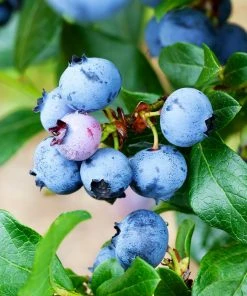Brighter Blooms Fruit Trees Legacy Blueberry Bush