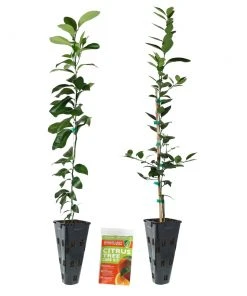 Brighter Blooms Meyer Lemon + Key Lime Tree Pack Citrus Trees 7 Brighter Blooms Meyer Lemon + Key Lime Tree Pack Citrus Trees